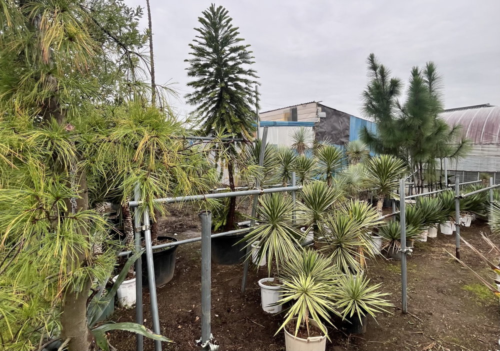 ���ո��إ䥷���ڤλ뻡�˹ԤäƤ��ޤ�����Ϣ����